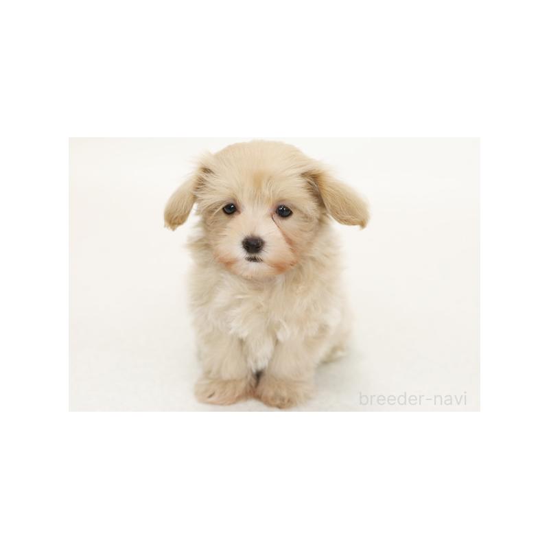 販売中の神奈川県のミックス犬-392043の1枚目